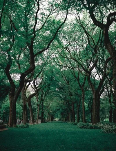 Forest Canopy backdrop